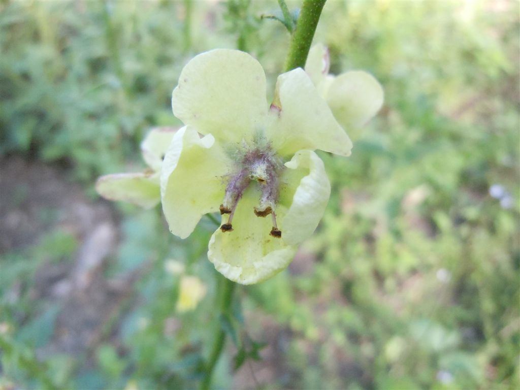 Verbascum blattaria
